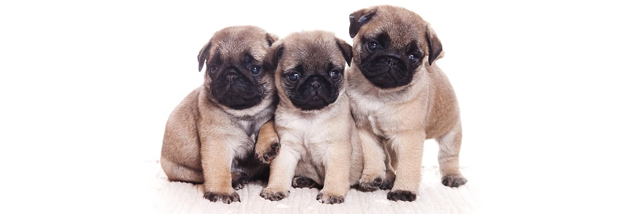 ペットイメージ 1