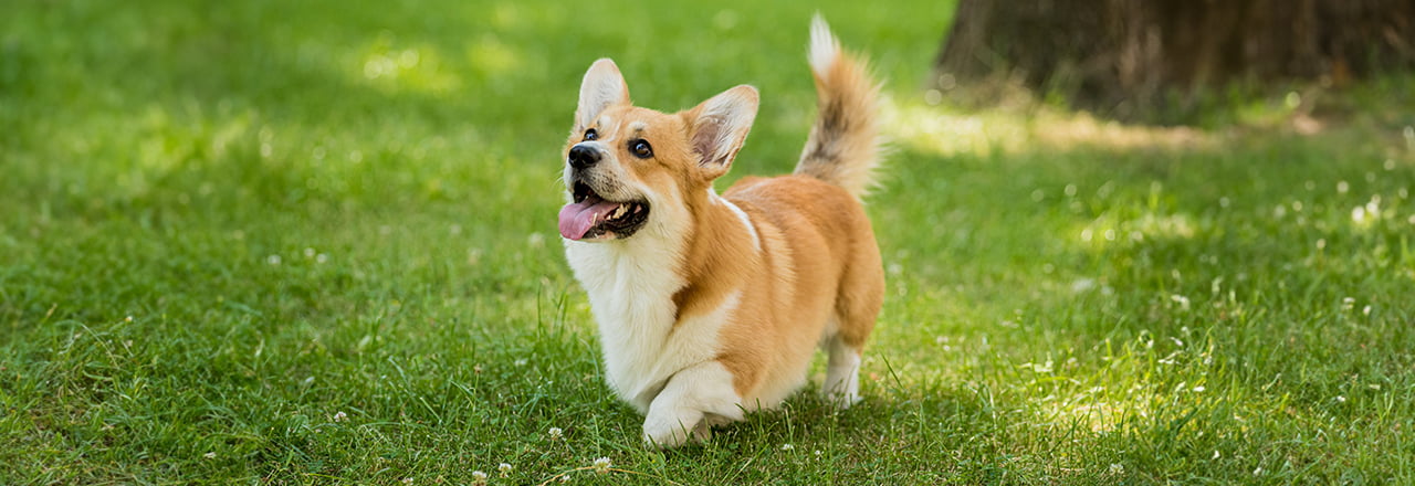 ペットイメージ 6