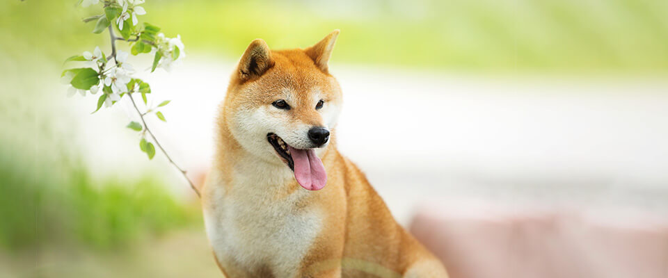 ペットイメージ 4