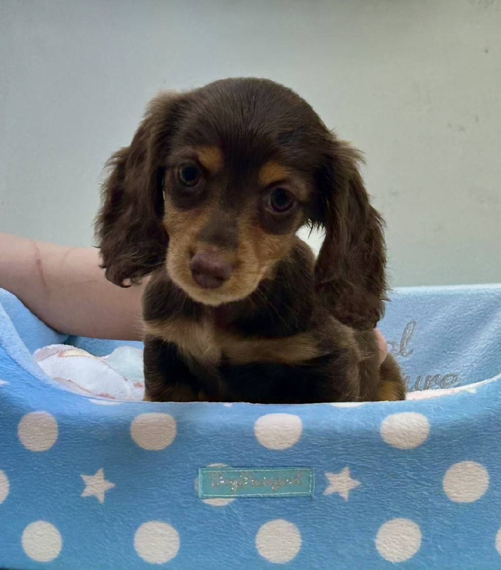 ミニチュアダックスフンド