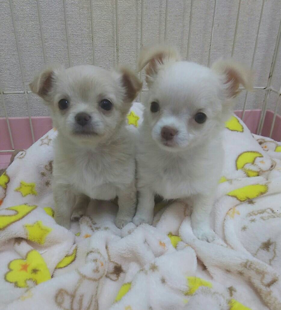 ロングコートチワワ